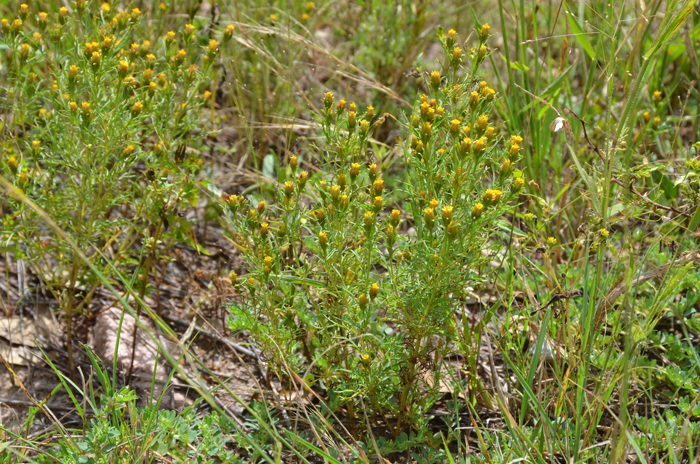 Fetid Marigold may grow up to 2 feet (61 cm) tall. This species blooms from August or May to October. Elevation ranges from 3,000 to 6,500 feet (914-1,981 m). Dyssodia papposa